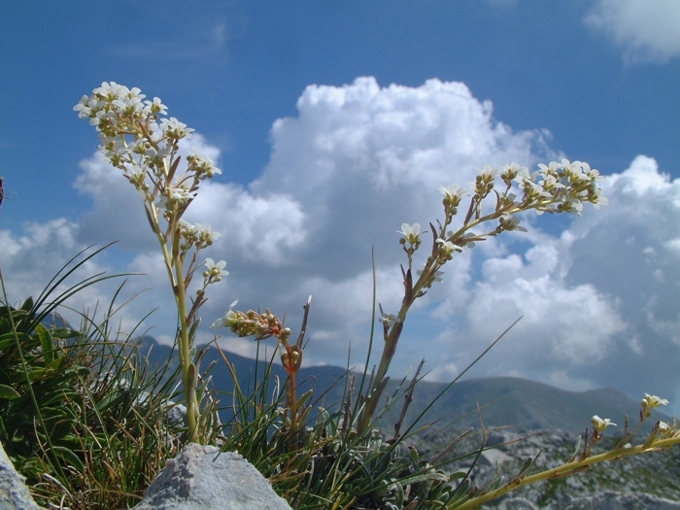 Saxifraga callosa